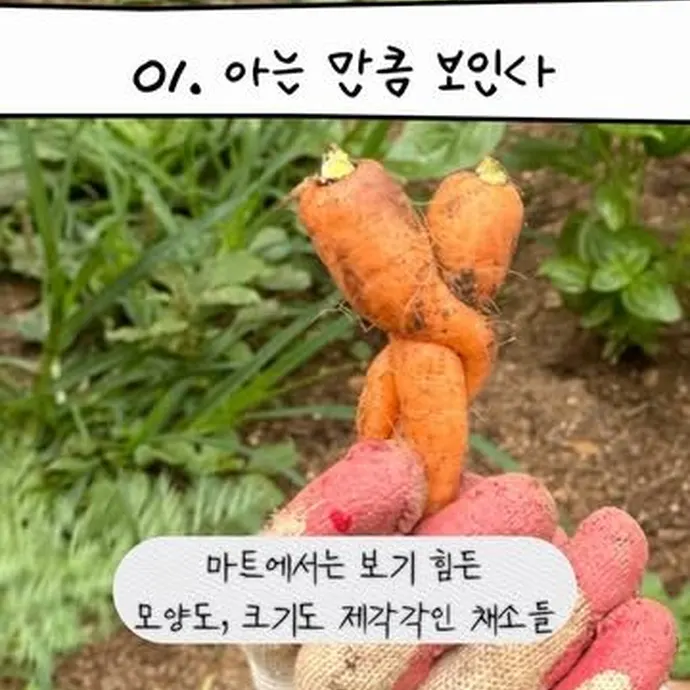 2년차 초보 농부 몽땅식탁이 주말농장 텃밭을 가꾸며 느낀 점들. 새삼 존경하고 감사합니다 전국의 농부님들!!!